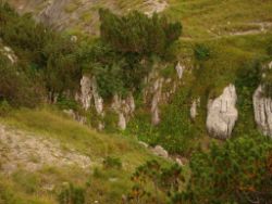 2013-09-08_6Falkenh-Steinfalk (290).JPG